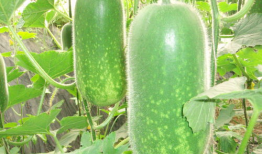 911红领巾吃瓜爆料今日大瓜